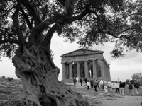 Agrigento - Old olive tree