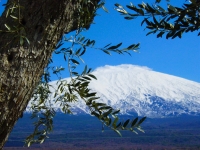 Etna - Olive tree