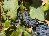 Nero d'Avola Grapes 