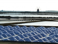 Marsala - Salt flats and windmills