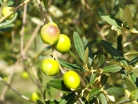 Olive fruits