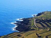 Pantelleria - Vineyards