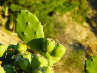 Prickley pears