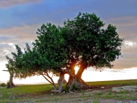 Ragusa - Carob tree