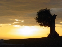 Ragusa - Olive tree at sunset