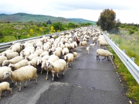 Sheeps on the road