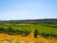 Vineyards in summer