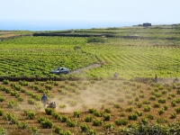 Vineyards