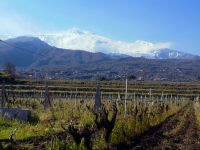 Etna - Winery and vineyards